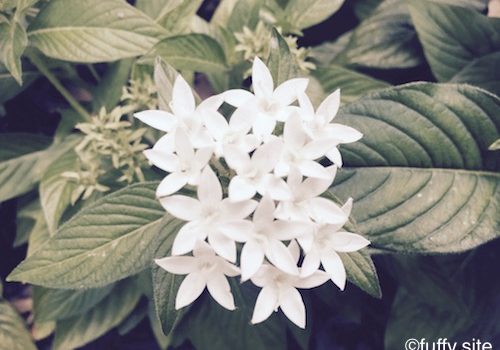 白い花 white flower