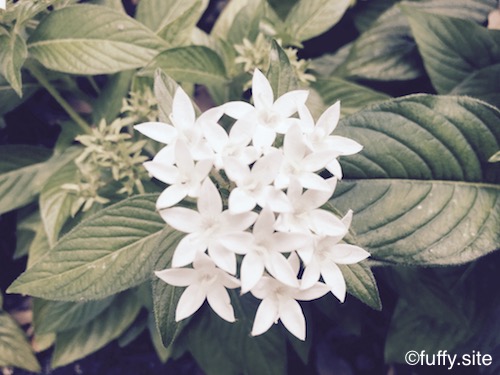 白い花 white flower