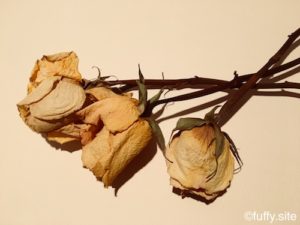 枯れたバラ Dry Rose