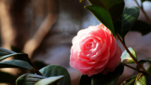 Camellia　椿