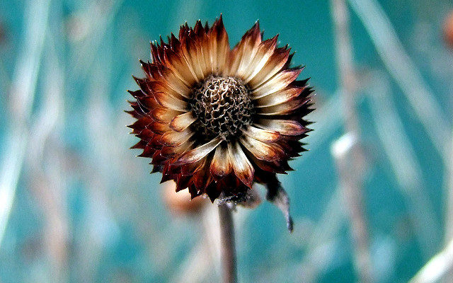 Dried Flower ドライフラワー