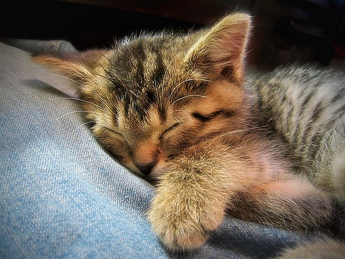 Sleeping Cat 猫