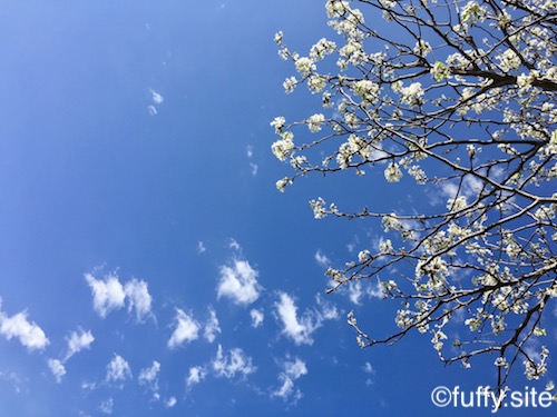 Blue sky Cherry Blossoms