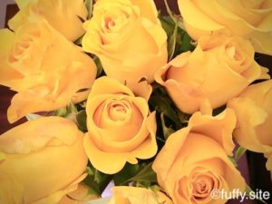 黄色い薔薇 yellow roses