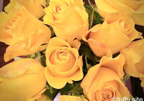 黄色い薔薇 yellow roses