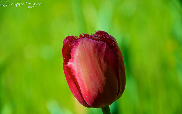 Flowers Tulip 花 チューリップ