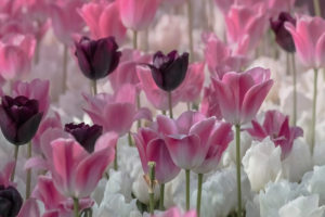 Pink Tulip チューリップ