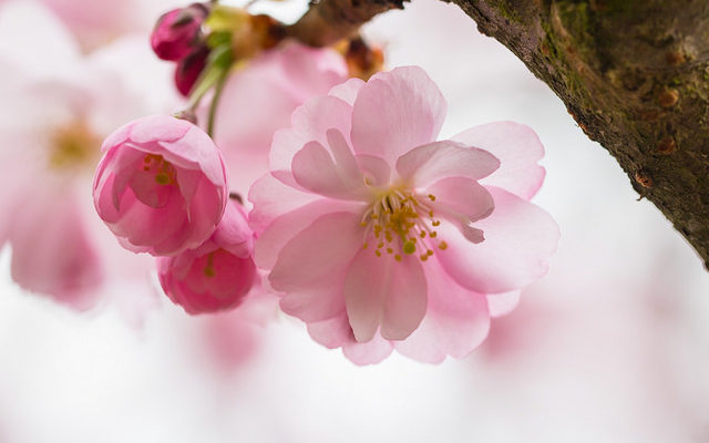 Pink blossom 春 桜