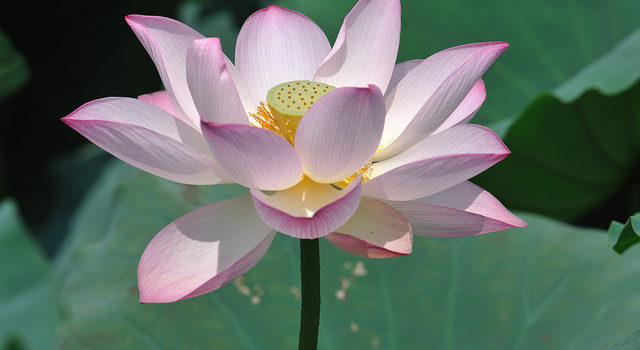 Lotus 睡蓮
