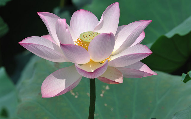 Lotus 睡蓮
