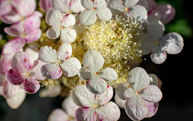 pink white flower