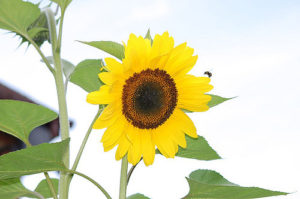 Sunflower and Bee ひまわり