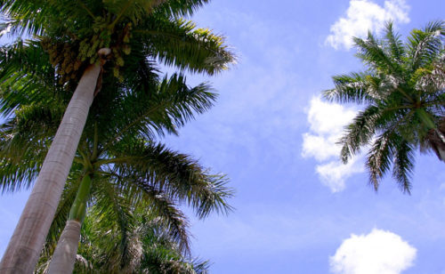 Palm Tree パームツリー