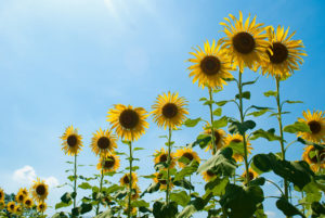 sunflowers ひまわり