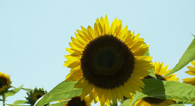 Sunflowers ひまわり