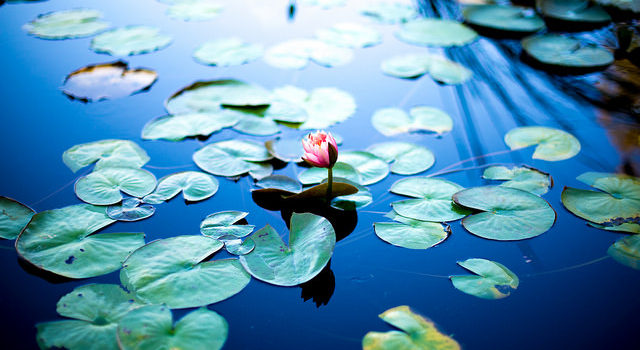 Water lily 睡蓮
