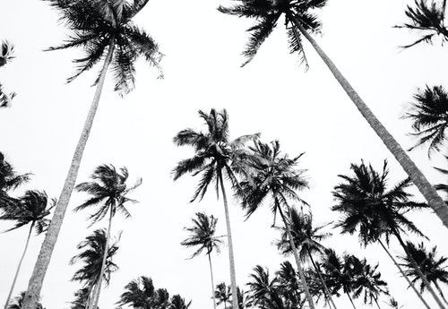 black white palm trees