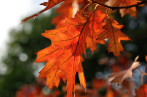 Autumn Leaves 紅葉