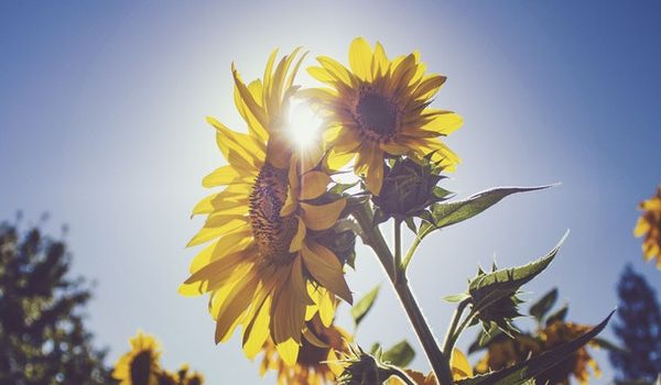 Sunflowers ひまわり