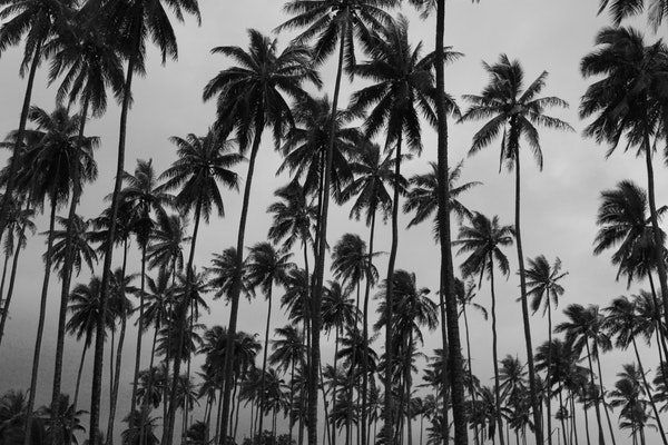 Black and White Coconut Tree