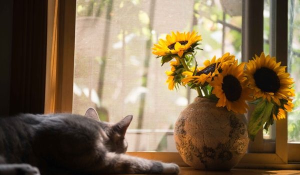 cat sunflowers