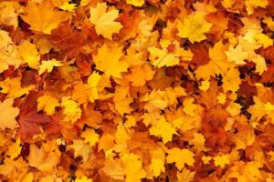 Autumn Leafs Fall