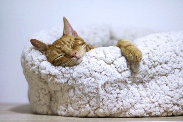 cozy cat