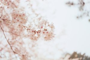 cherry blossoms Pale Tones