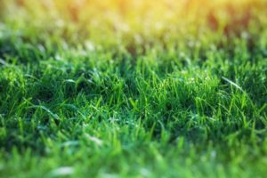Light Green Grass