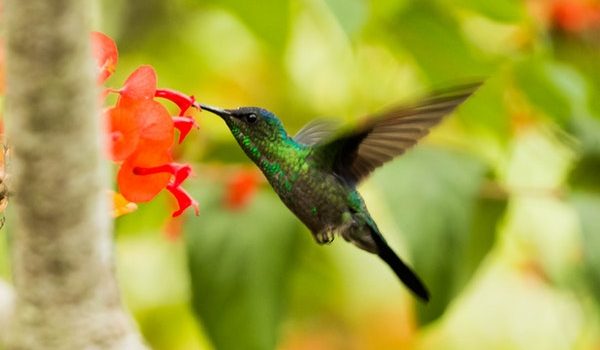 hummingbird 鳥
