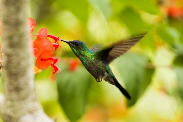 hummingbird 鳥