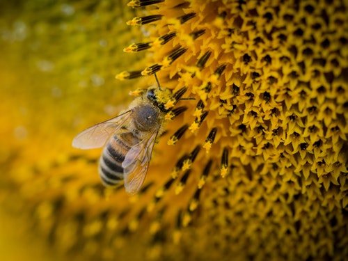 Pollen 花粉