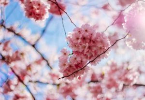 sakura Cherry Blossom