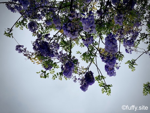 藤の花 wisteria
