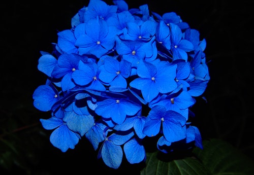 Blue Flower あじさい