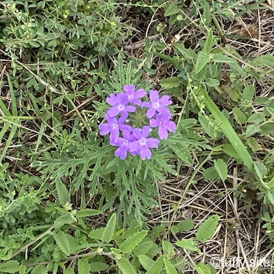 purple flower バーベナ Verbena