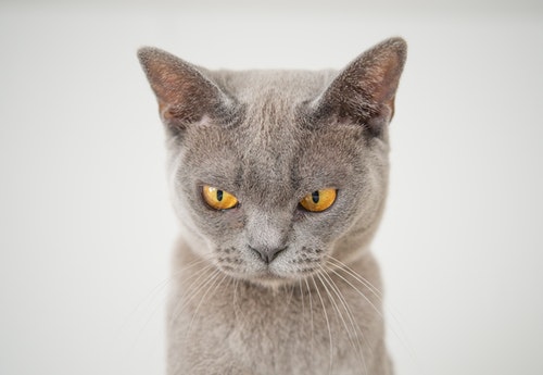 Gray Hair Cat