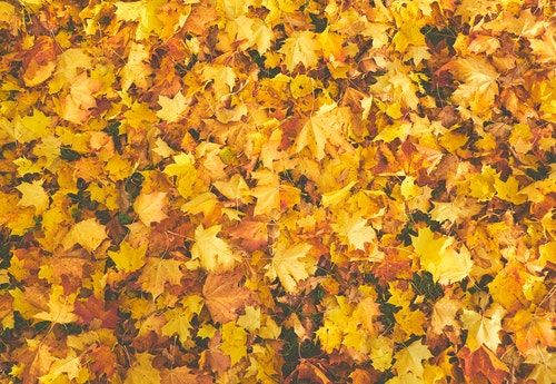 Autumn yellow leafs