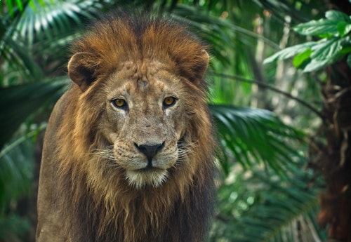 Lion ライオン