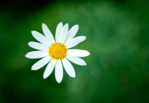 Daisy White Flower