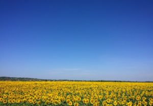 blue sky sunflowers