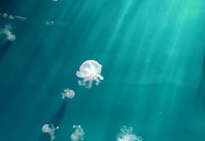 jellyfish クラゲ