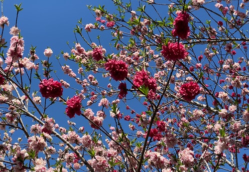 spring red pink flowers tree