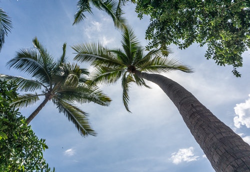 sky palm trees