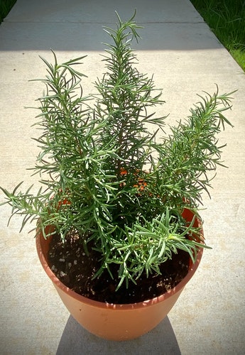 rosemary herb outdoor plants