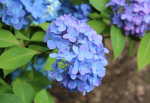 hydrangea 紫陽花