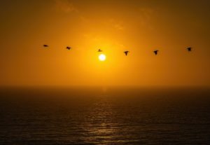 birds sunset