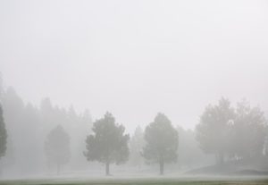 fog trees