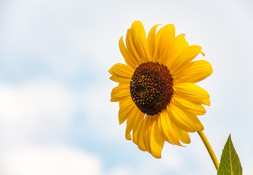 sunflower sky