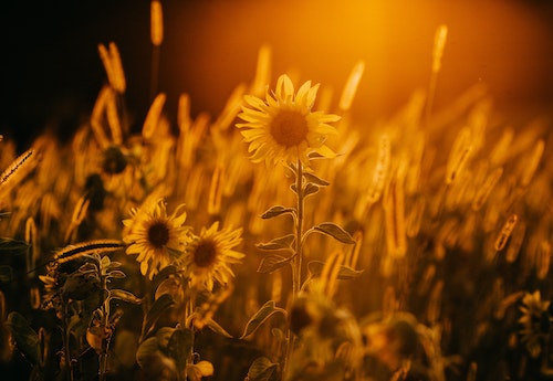 sunset sunflowers